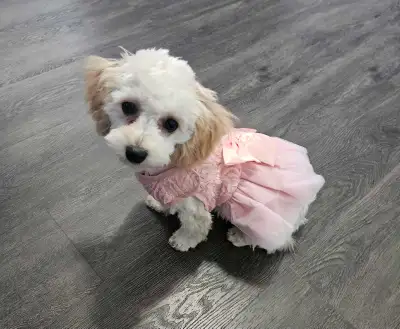 Princess – Female Bichonpoo Available*, View more