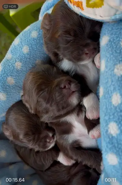 Beautiful Chocolate havanese puppies available!, View more
