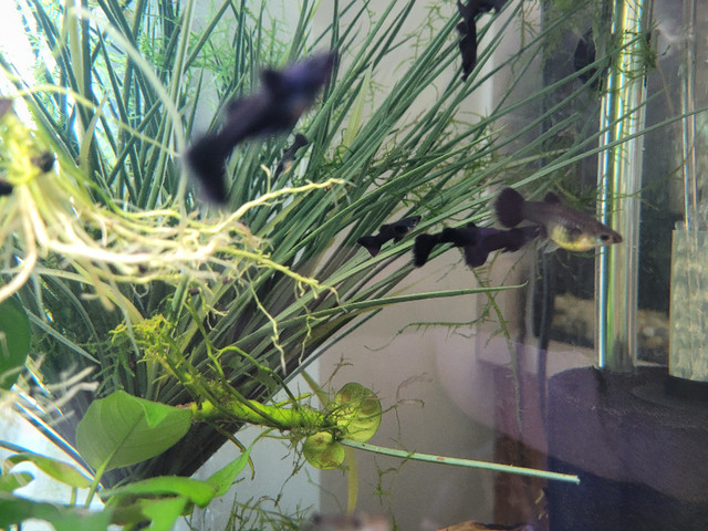 BLACK MOSCOW GUPPIES in Fish for Rehoming in Oshawa / Durham Region - Image 2