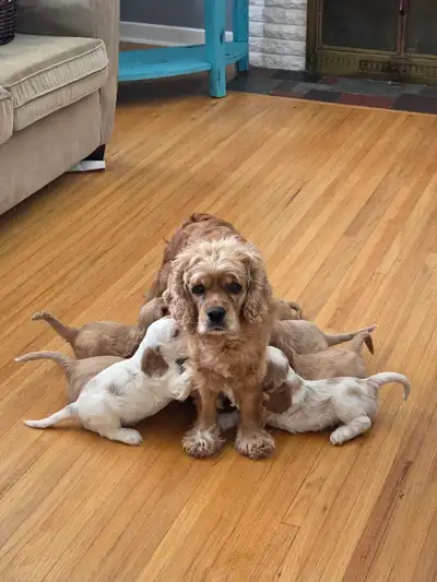 ✨ Purebred Cocker Spaniel Puppies Looking for Loving Homes ✨, View more