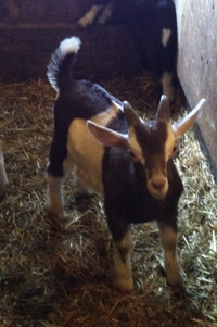 Prime Young Goats for meat or breeding