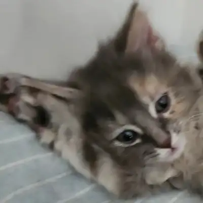 Chatte de 4 mois à donner, View more