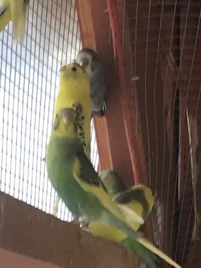 Pied budgies 3 months old, View more