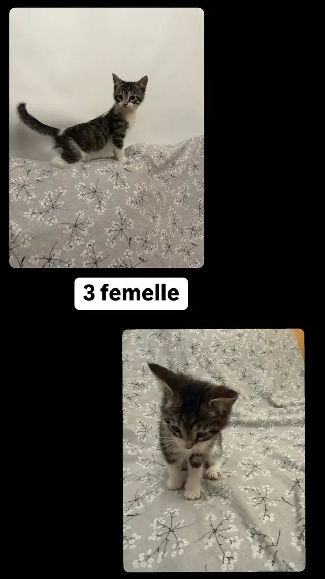 Petits chatons, bien lire description! in Cats & Kittens for Rehoming in Longueuil / South Shore - Image 4