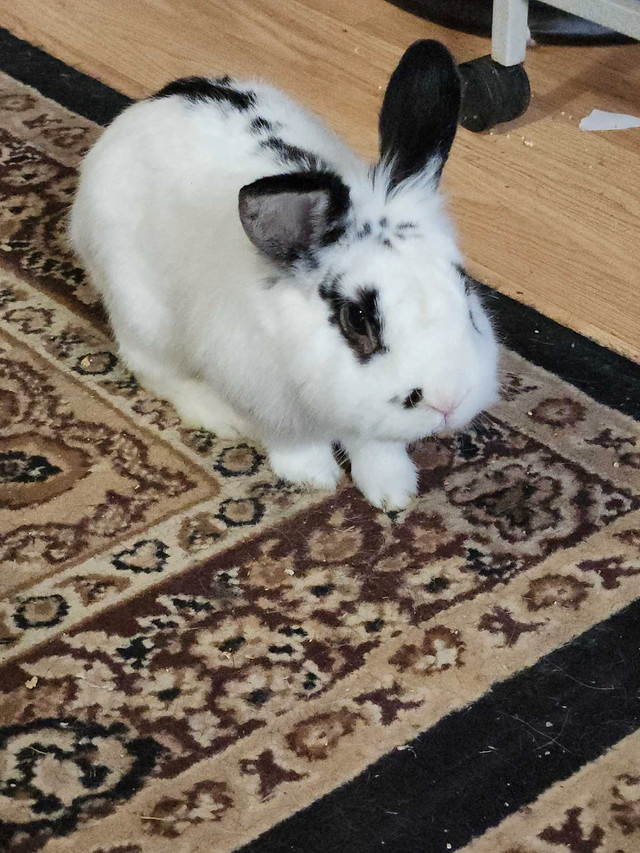 Rabbits to re-home in Small Animals for Rehoming in Saskatoon - Image 2