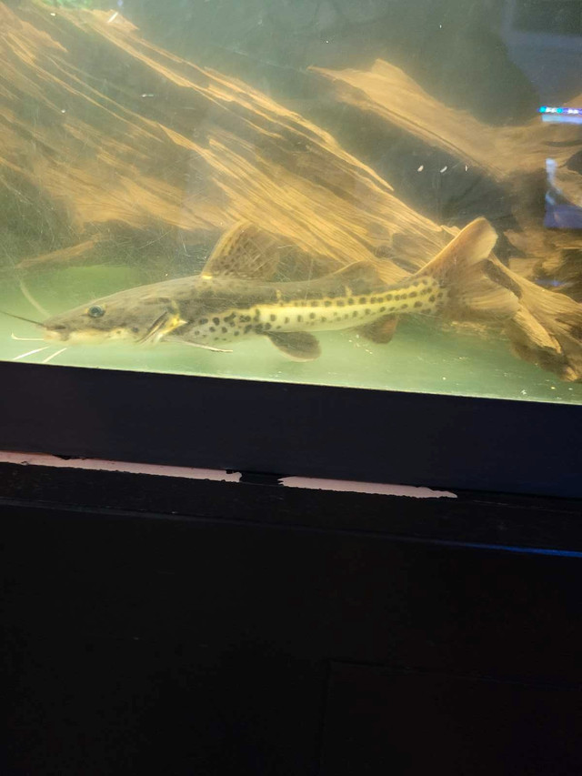11 inch shovelnose hybrid catfish in Fish for Rehoming in Peterborough - Image 2
