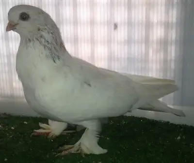 Femelle Berliner tumbler pigeon FH317, View more