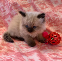 ALL SOLD - MALE  Seal Point Himalayan/ Ragdoll Kitten