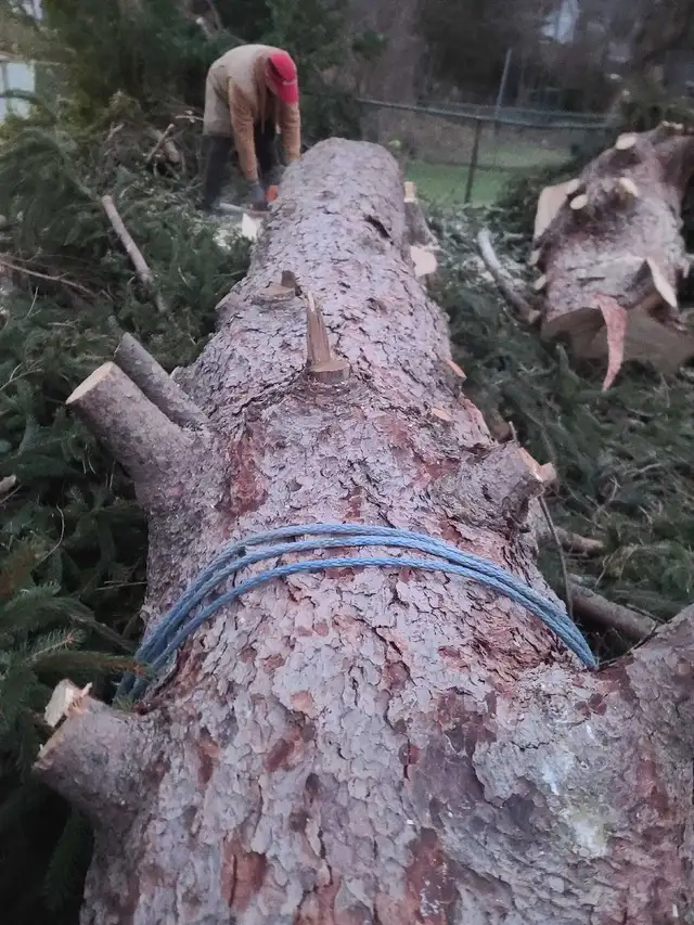 Tree Removal, Branch Removal Tree Cutting Service and Han in Lawn, Tree Maintenance & Eavestrough in Hamilton - Image 6