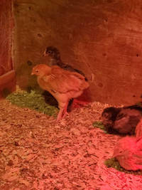 Buff orpinten, Cockrell chicks 6+ week old