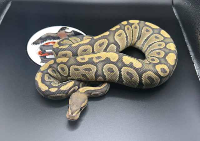 Python royal /ball python dans Reptiles et amphibiens à adopter  à Longueuil/Rive Sud - Image 3
