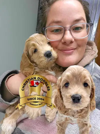 Quality COCKAPOOS 21 years experience, View more