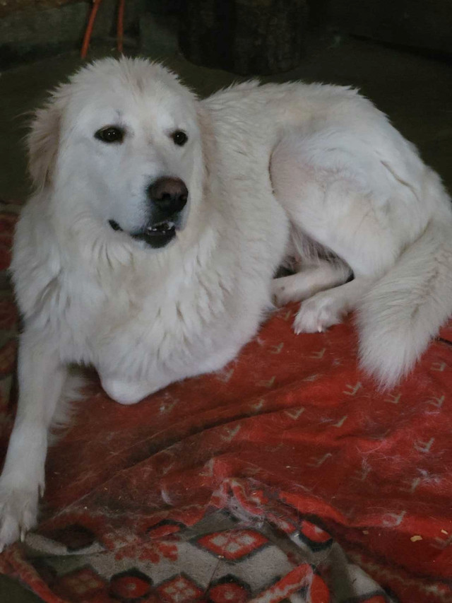 Montagne des pyrenees dans Chiens et chiots à adopter  à Drummondville