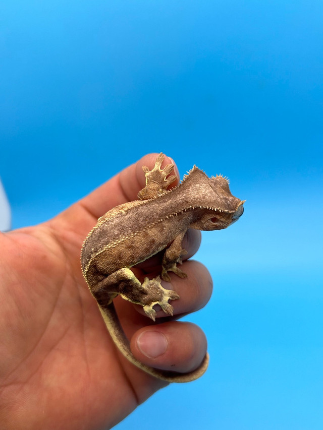 Crested Gecko in Reptiles & Amphibians for Rehoming in Mississauga / Peel Region - Image 4
