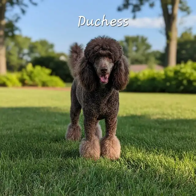 STANDARD POODLE PUPPIES! CKC REGISTERED in Dogs & Puppies for Rehoming in Calgary - Image 3