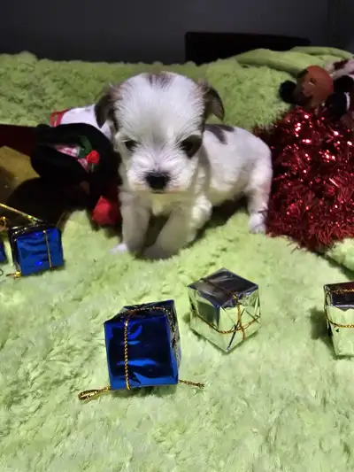 Yorkie Maltese Puppies, View more