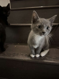 Gray/Black Tuxedo and Bombay Kittens