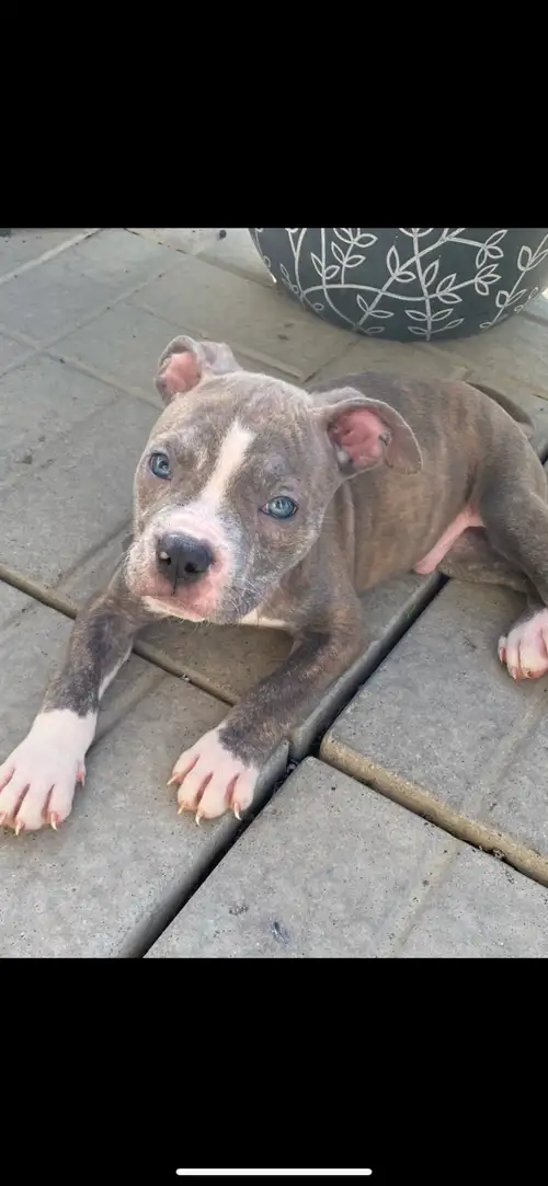Beautiful Dogo mix pups available to good homes three left two boys one girl price $500 if You are i...