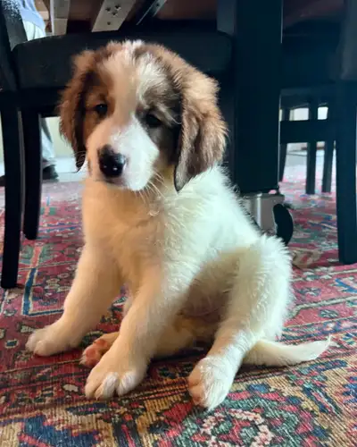 TORNJAK puppies!, View more