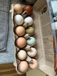 Farm fresh  eggs 