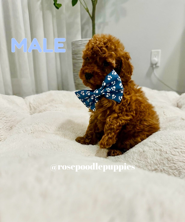 Purebred Toy Poodle Puppies Available in Dogs & Puppies for Rehoming in Oshawa / Durham Region - Image 2