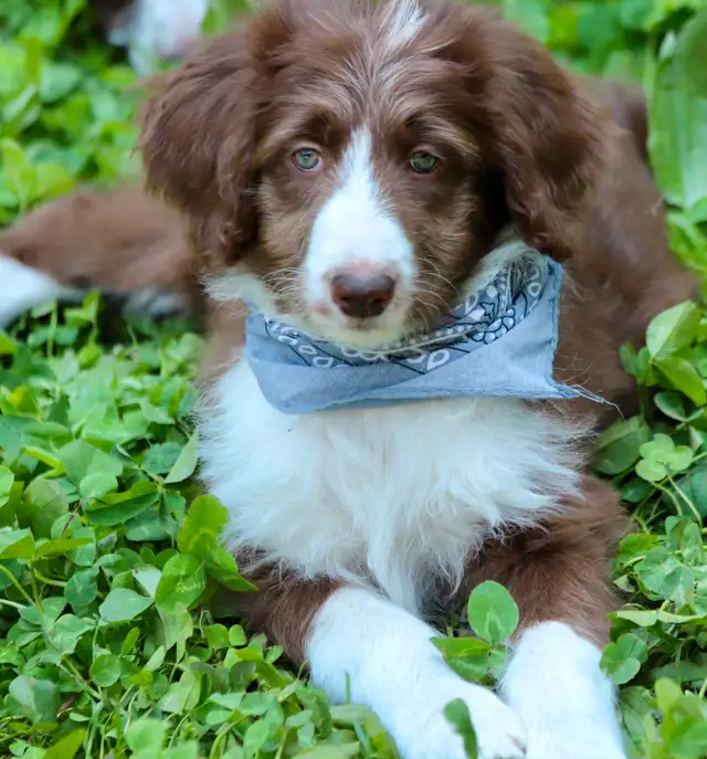 6  RARES DOODLES, BORDOODLES,  BORDOODLES   CHIOTS - PUPPIES in Dogs & Puppies for Rehoming in Laurentides - Image 9