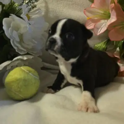 Adorable Baby Boston Terriers – 25 Years of Breeding Excellence, View more