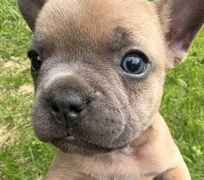 Super Cute French bulldogs for sale., View more