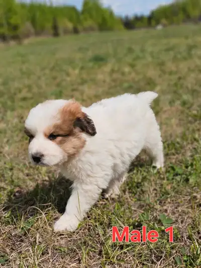 Great Bernese Puppies  **2 Left**, View more