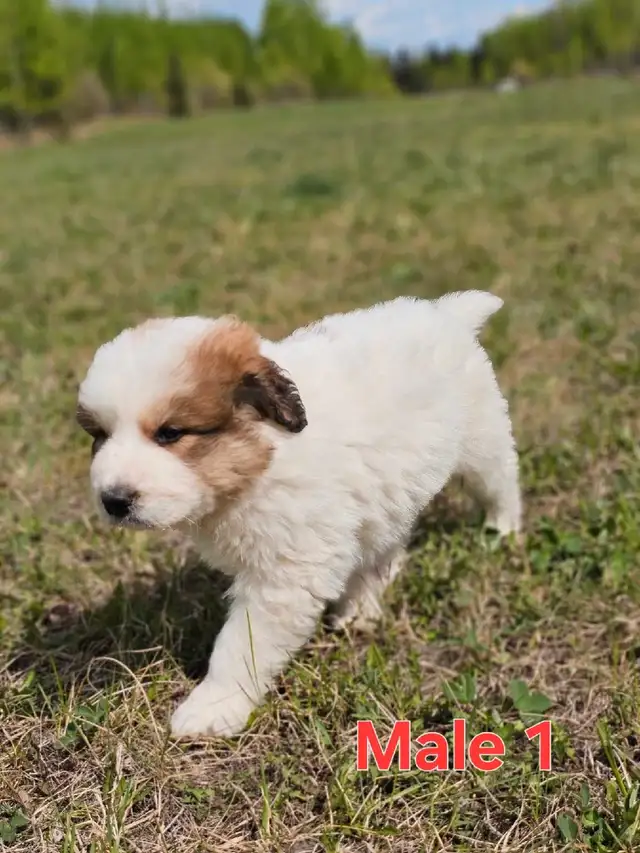 Great Bernese Puppies  **3 Left** in Dogs & Puppies for Rehoming in Edmonton - Image 5