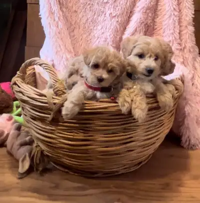 Adorable Maltipoo Puppies Due in May!, View more