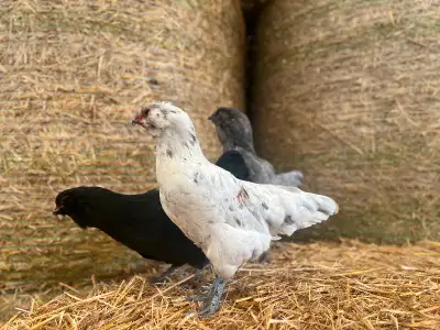 1 dozen BBS Ameraucana eggs $70 or $6/egg Covered by splash rooster