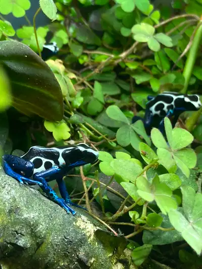 Captive Bred Dendrobates tinctorius "Oyapock" available. 60 each (discounts available for multiples)...