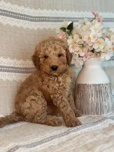 We are looking for a responsible and loving homes for our beautiful puppies. They are very intellige...