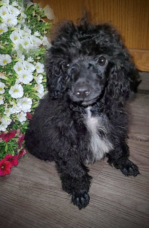 Miniature Poodle Puppies Dogs & Puppies for Rehoming Edmonton Kijiji