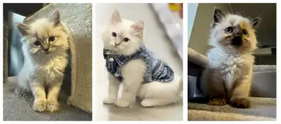 Located in New Brunswick Canada. We are now excepting new names for our wait list for RAGDOLL kitten...