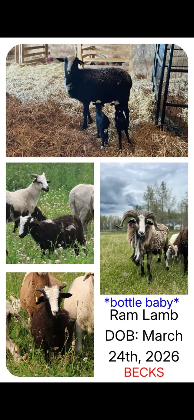 Painted Desert Ram Lambs in Livestock in Edmonton - Image 6