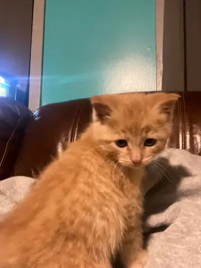 Ginger Nacho, View more