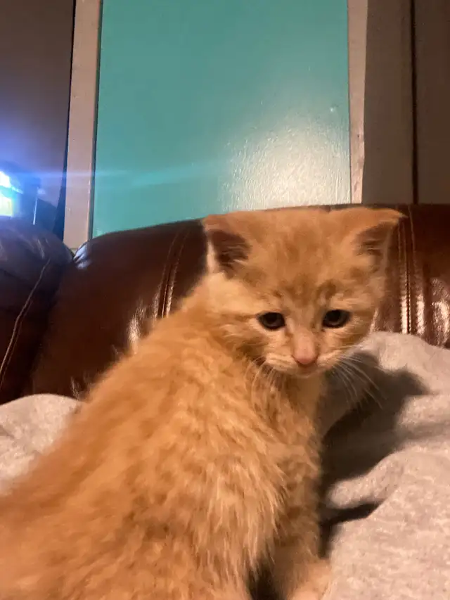 Ginger Nacho in Cats & Kittens for Rehoming in North Bay - Image 2