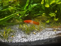 Trio of Koi Swordtails Mississauga / Peel Region Toronto (GTA) Preview