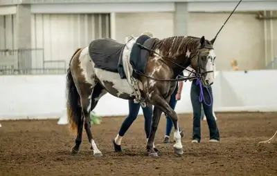 March Break Camp Week Maple Rock Stables Gowanstown $70/day or $300 for the week Runs 9am-3pm ages 6...