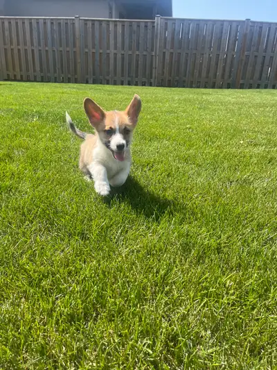 corgi puppies, View more