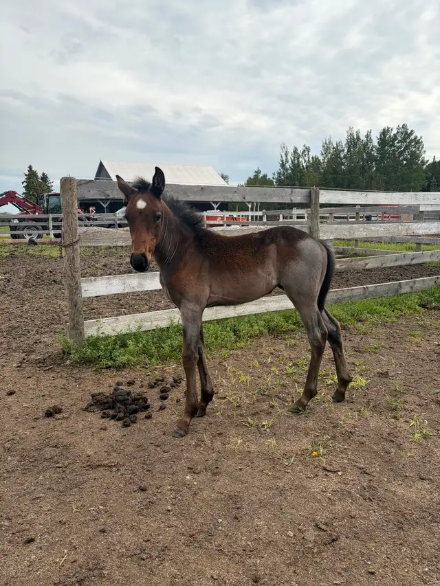 draft cross filly in Horses & Ponies for Rehoming in Edmonton - Image 3