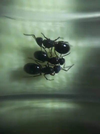 Formica neourfibarbis queens and colony , View more