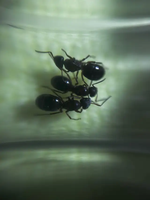 Formica neourfibarbis queens and colony  in Small Animals for Rehoming in Mississauga / Peel Region - Image 2