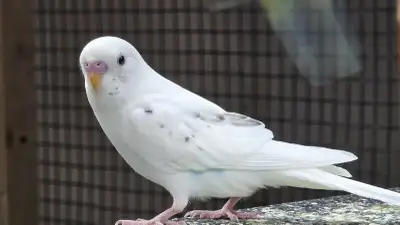 beautiful baby budgie, View more