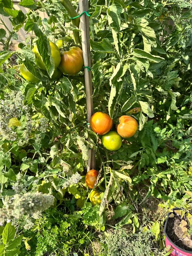 gardening services457024123721502720