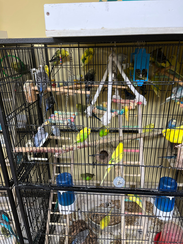 American Budgie Sale  - females only in Birds for Rehoming in London