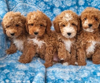 TOY Mini Poodle Puppies/Parents on Site