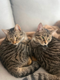 Looking for a good home for two female  kittens